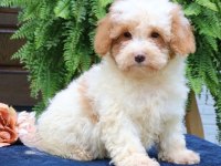 Dunyanın en zeki dizayn ırkı labradoodle F1B