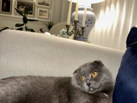 Satılık scottish fold