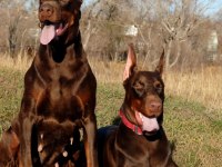2 Aylık Safkan Asil Doberman Yavrularım