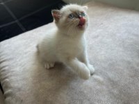 Scottish fold Yavrumuz