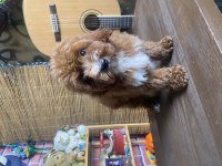 Mini Boy Maltipoo Oğlumuz