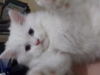 İRAN KEDİSİ PAMUKLAR