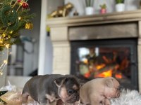 YÜKSEK KALİTELİ FRANSIZ BULLDOG YAVRULARI