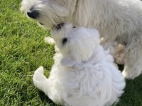 Maltese terrier yavrularız orjinal ırk garantilidir