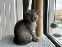 2 aylık dişi scottish fold