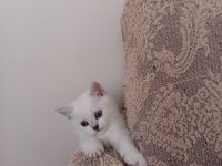 British longhair ve blue point