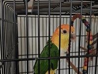 Caique papağanı (kayık papağanı)