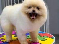 POMERANİAN BOO VE SPİTZ (AYI SURAT VE TİLKİ SURAT)
