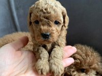 Ailelere Uygun Toy Poodle Yavrular
