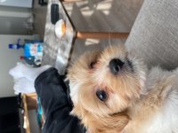 2 Aylık Çok Tatlı Maltipoo