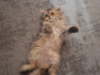 British longhair ücretsiz sahiplendirilecektir