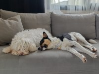 Aşırı oyuncu bebiş köpeğimiz