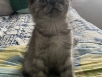 Yavru Scottish Fold Kedimiz Acil