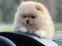 Şecereli Gerçek Pomeranian Boo