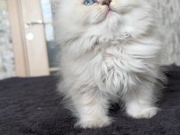 British longhair erkek