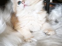 Show kalite dişi british longhair