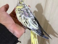 39 Günlük Sultan Papağanı Bebek