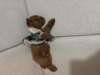Sevimli erkek poodle