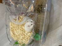 Gonzales hamster çok cuzi gelen alır