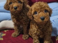 Ev doğumlu karamel poodle bebeklerim