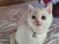 British Shorthair Erkek Yavru Beyaz