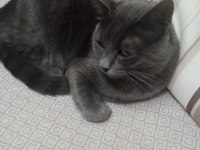 Russian blue kedimiz oyun canlısı