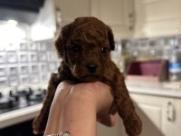 Korekan poodle yavrularım