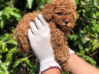 Ruhsatlı Resmi İşletmeden Taksit Avantajıyla Toy Poodle