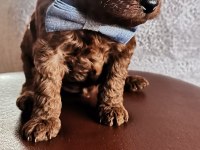 Toy poodle erkek yavrularım