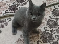 Akıllı ve sevimli british shorthair