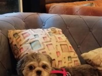Shih tzu köpeğimiz oscar yeni yuva arıyor