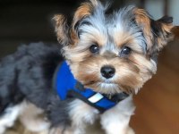 Teacup yorkshire terrier