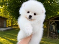 SAĞLIK VE IRK GARANTİLİ POMERANİAN KÖPEĞİ