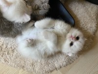 1,5 aylık bebek scottish fold
