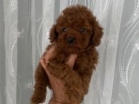 Kore erkek toy poodle bebekler