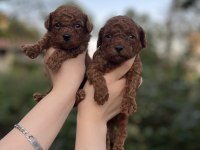 Rezerve Açık Toy Poodle Bebekler