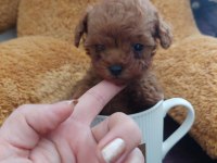 Sahiplendirilecek poodle