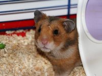 Kampanya Hamster