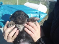 Alman anne malinois baba dan yavrular