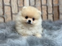 Küçük pomeranian yavrularımıza yuva