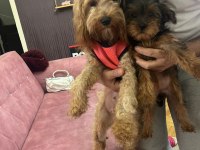 2.5 aylık toy poodle dişi