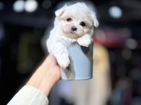 Teacup maltese