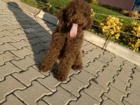 Logotto ücretsiz sahiplendiriyoruz