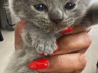 Yavru Scottish Fold