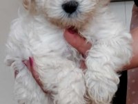 MALTİPOO BEBEKLER DİŞİ ERKEK MEVCUD
