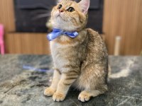 Golden british shorthair kızım
