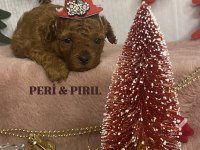 KORE POODLE YAVRULARIMIZ