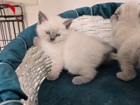 scottish fold ve british shorthair blue point yavrular