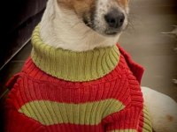 Köpek Ücretsiz Jack Russell cinsi köpek