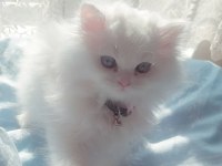 Son kalan chinchilla bebişlerim